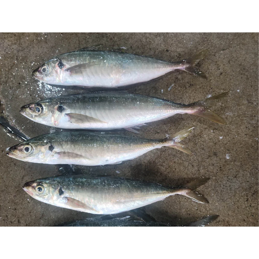 Frozen big horse mackerel fish horse mackerel supplier frozen horse mackerel 20kg box