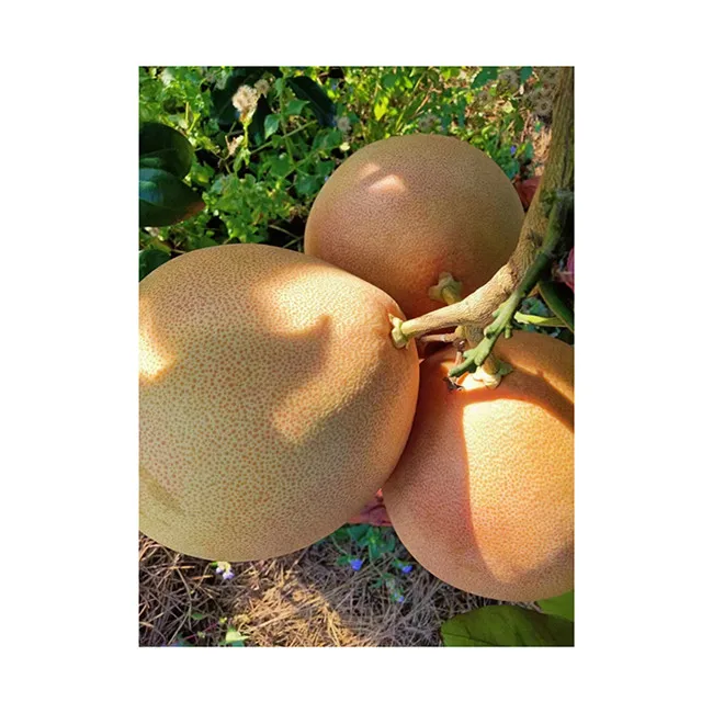 Fresh Fruit  Manufacturer Grapefruit Pomelo Healthy Grapefruit Best Quality Fresh Fruit Pomelo