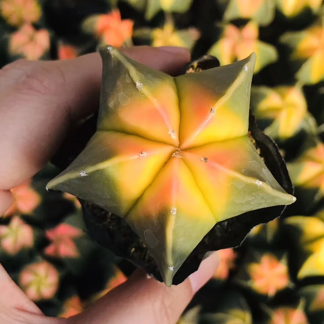 Астрофитум мириостигма 88 шт. разноцветных кактусов cacton горячая Распродажа