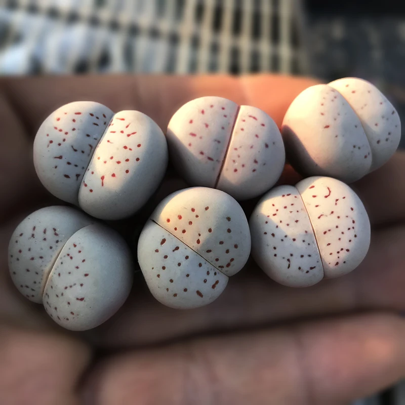 
lithops dinteranthus Stone Lithops mother Dabai Ling yaoyu1.5-2cm lithops live plant 