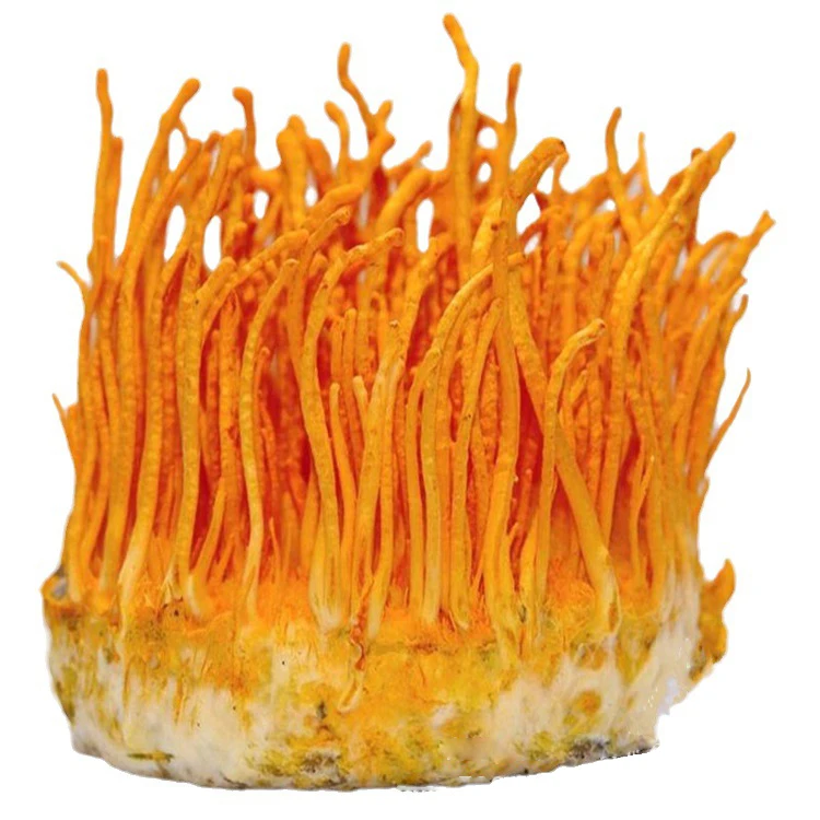 golden Mushroom Militaris Dried Cordyceps Flower for sale