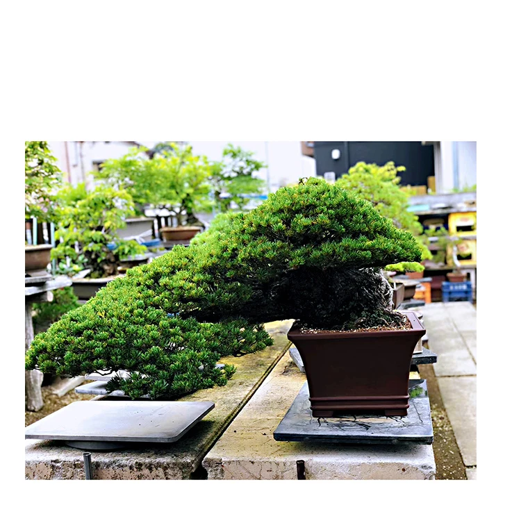 
Export Bonsai Trees For Indoors Sale Can Be Enjoyed By A Wide Range 