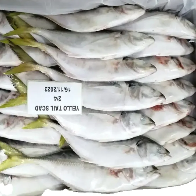 FROZEN YELLOW TAIL SCAD WHOLE ROUND 24 MONTHS SHELF LIFE  READY STOCK ITEM  OMAN ORIGIN FOR SALE