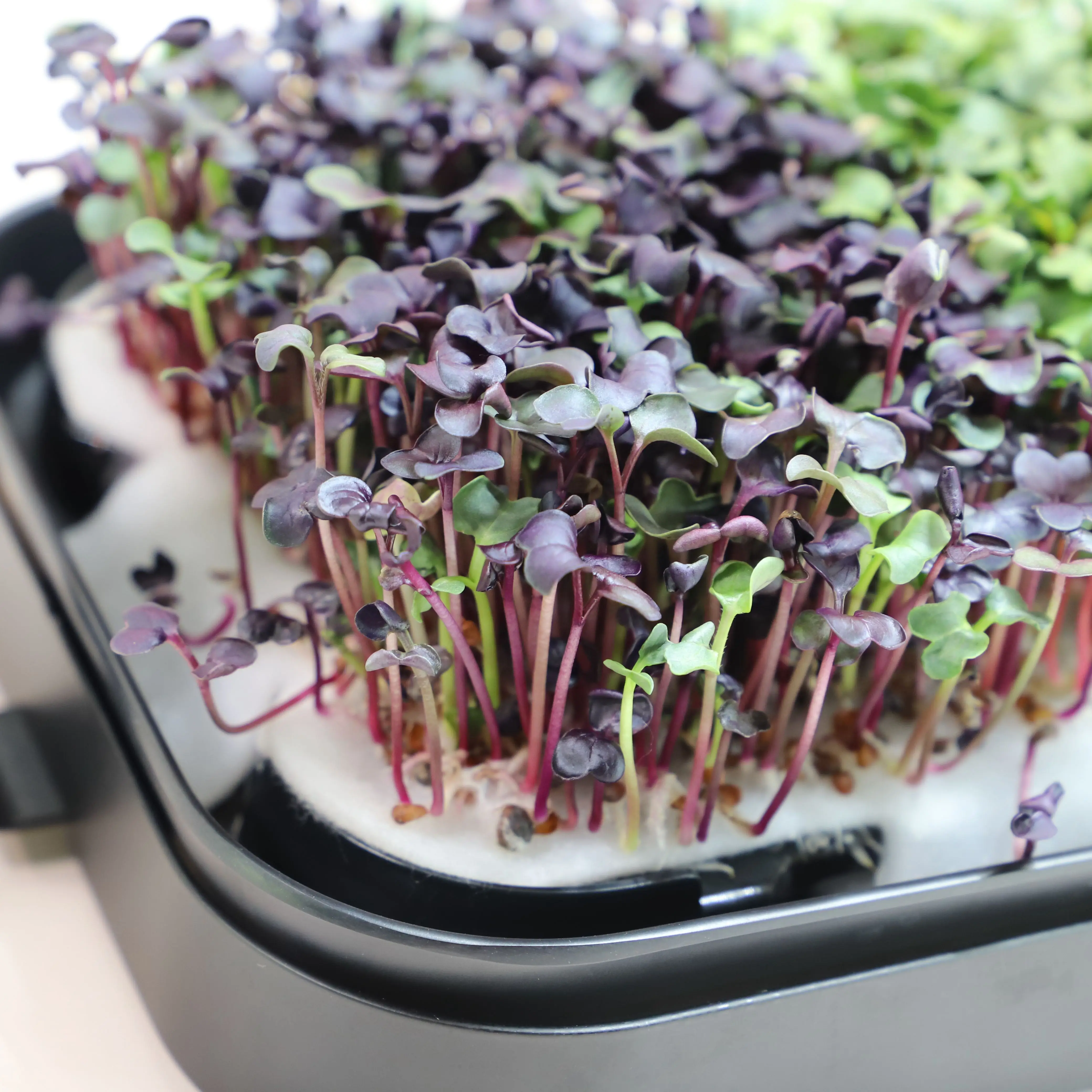 Flat Plastic Potting Seedling Microgreen Tray With Full Spectrum Led Grow Light