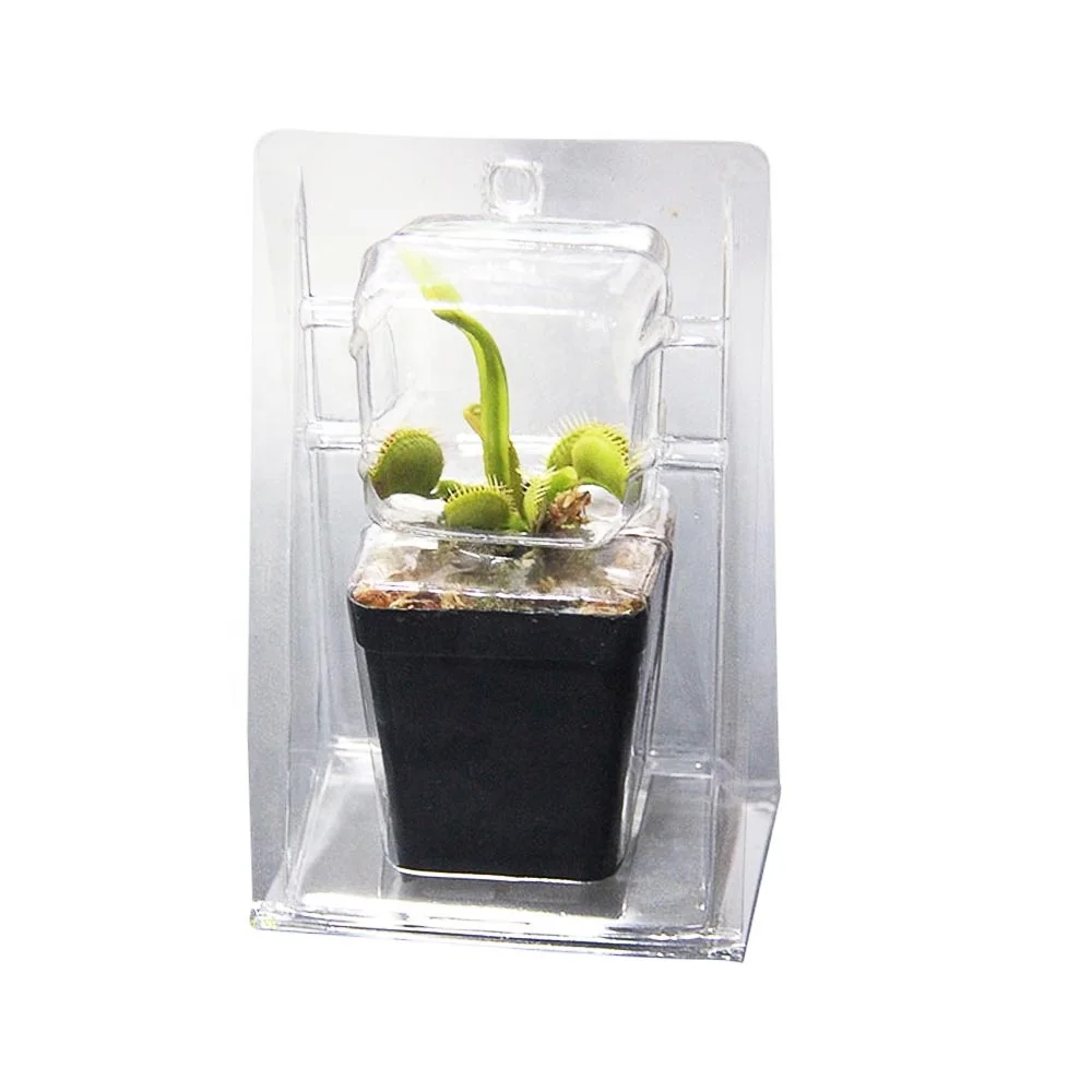 Customized Clear PET Plastic Clam Shell Blister Packaging for Plants