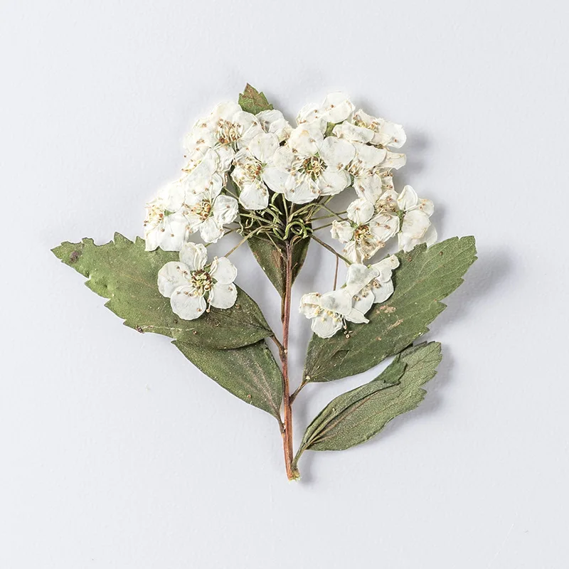 Pressed White Small Narcissus Flowers with Branch DIY Gel Dropping Mobile Phone Shell Petal Face Decoration Flower