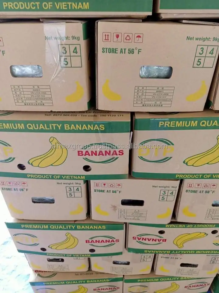 Wholesale cavendish banana green banana fresh cavendish banana natural color sweet taste wholesale tropical fruit