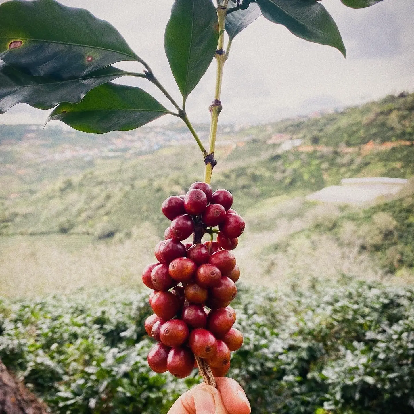Roasted Arabica Catimor Good Price Green Beans Coffee Agricultural Oem Service Vietnamese Coffee Vietnam Coffee Manufacturer