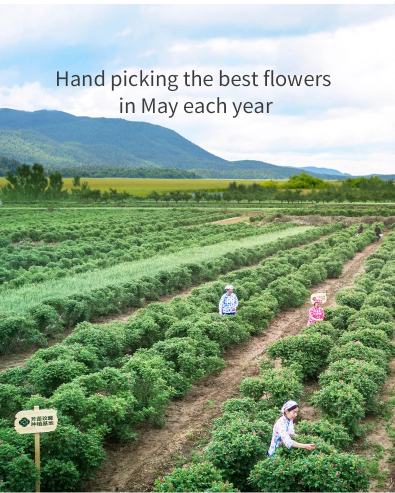 Unique Luscious Rose Black Tea Mellow Sweet Rose Black Tea