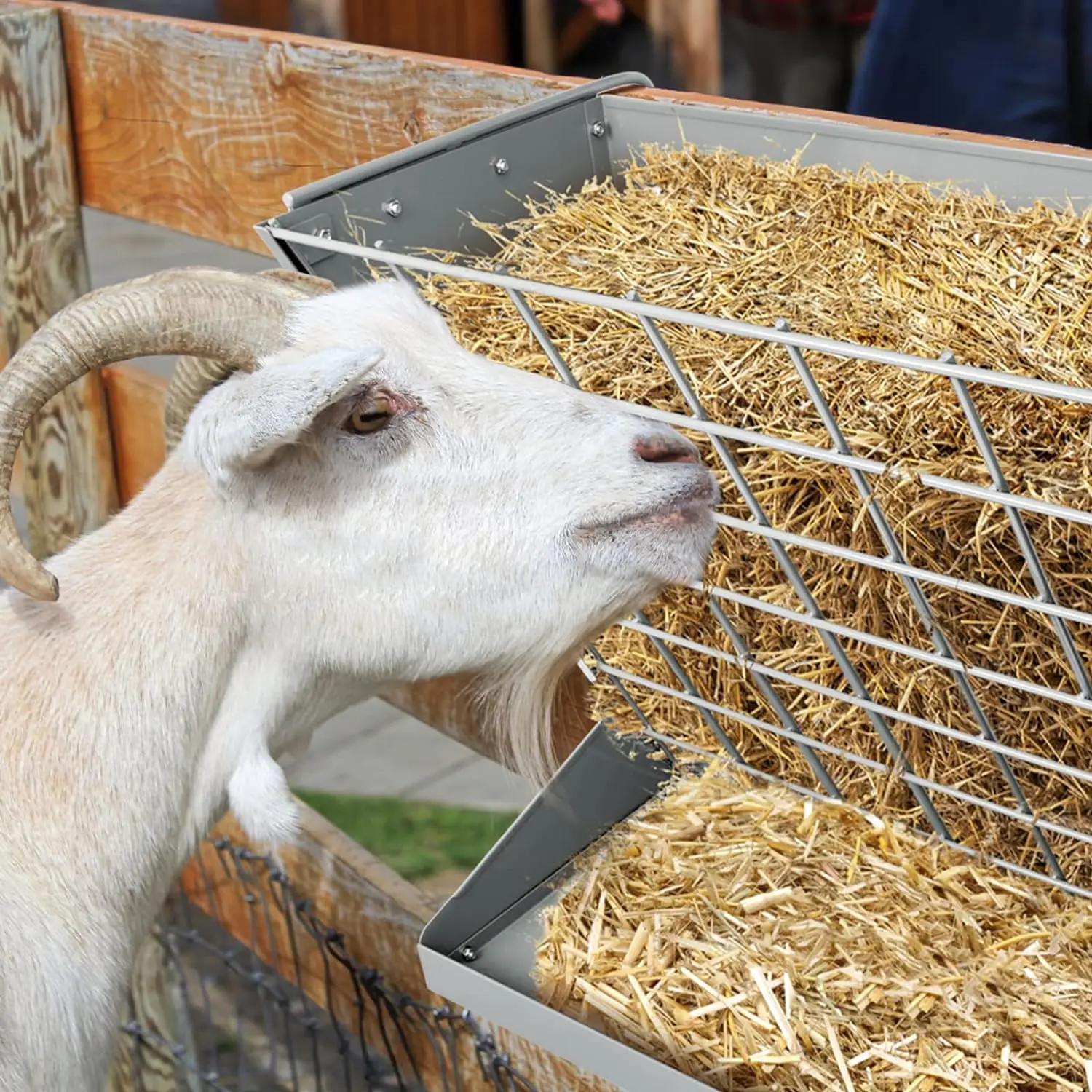 Heavy-Duty Galvanized Metal Hay and Grain Feeder Display Stand Rack for Goats, Sheep, Horse