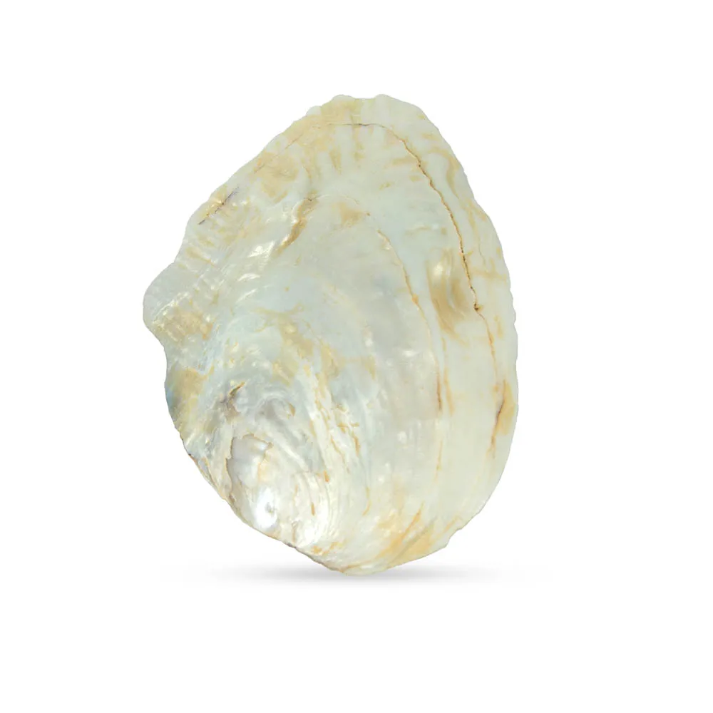 14-15cm Shell Natural Freshwater Polished Pearl Shell Oyster Mother of Pearl for DIY Crafts