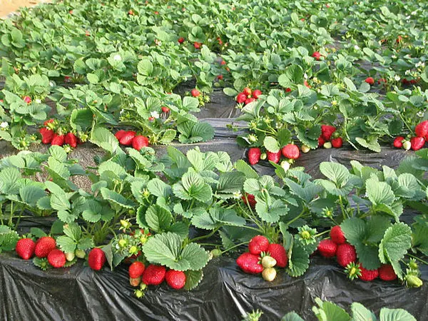 Agricultural Anti UV Black plastic mulch ondustries ground cover mulching polyethylene much film For Strawberries