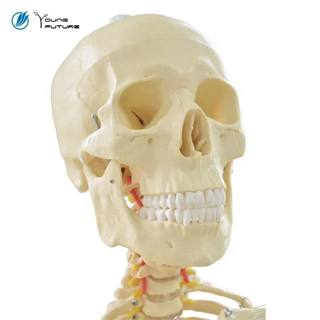 170cm Life Size Medical With Ligament Human Anatomy Skeleton 3D Model