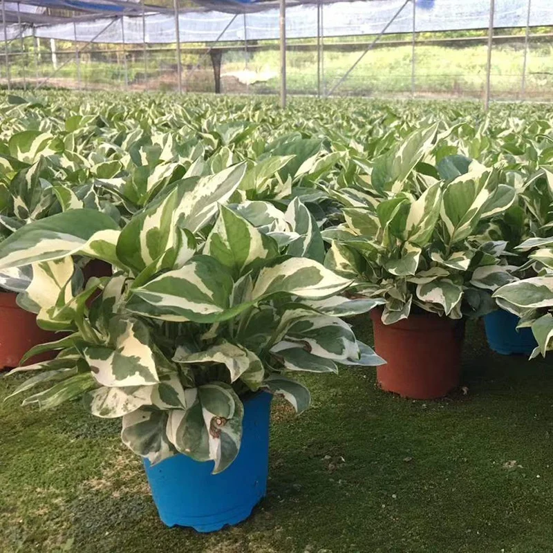  Прямая продажа по низкой цене высокое качество Scindapsus aurea серебряный кос декоративные зеленые листва живые растения