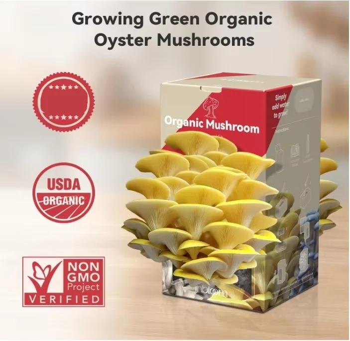 Organic Golden Oyster Mushroom Growing Kit with Spray, Harvest Fresh Mushrooms at Home