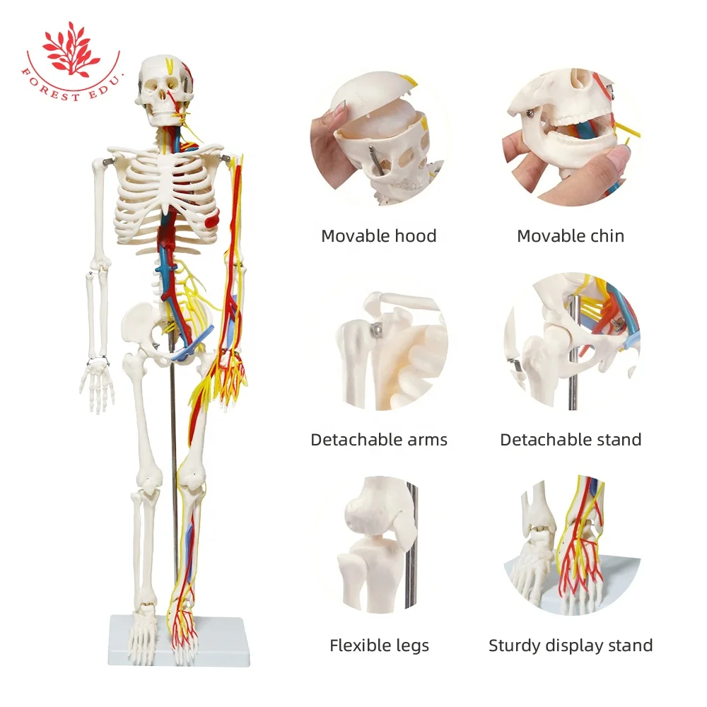 Medical Science Model FRT013 Include Heart Blood Vessel And Nerve 85cm High Quality Human Skeleton Anatomy Model