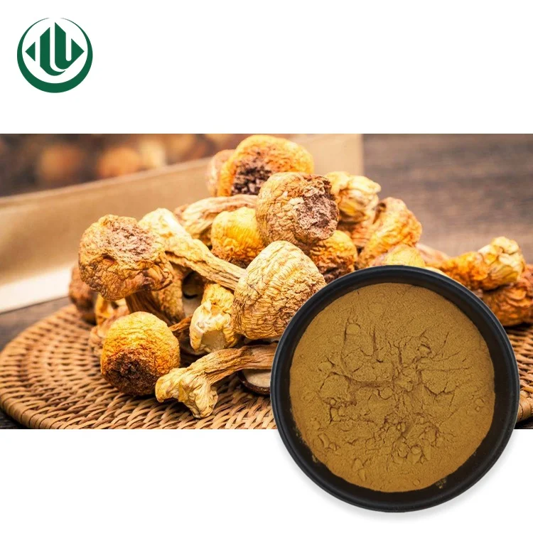 Herbal Mushroom Extract Powder Agaricus Blazei Murrill Extract 10: 1 20: 1 Powder