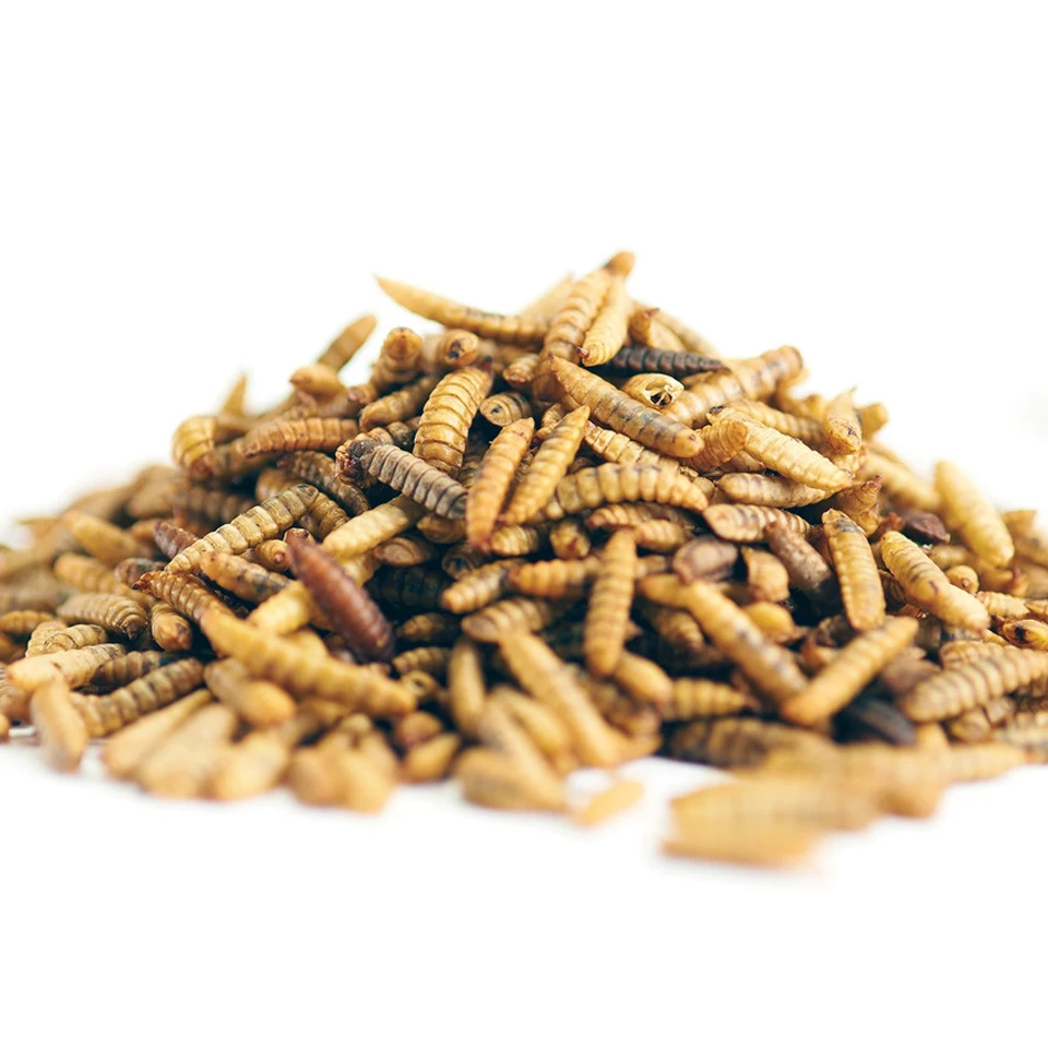 Good Selling China Pellet Pet Food A Freddo 1years Non-slip Raised Edge Silicone Pet Dog Cat Food