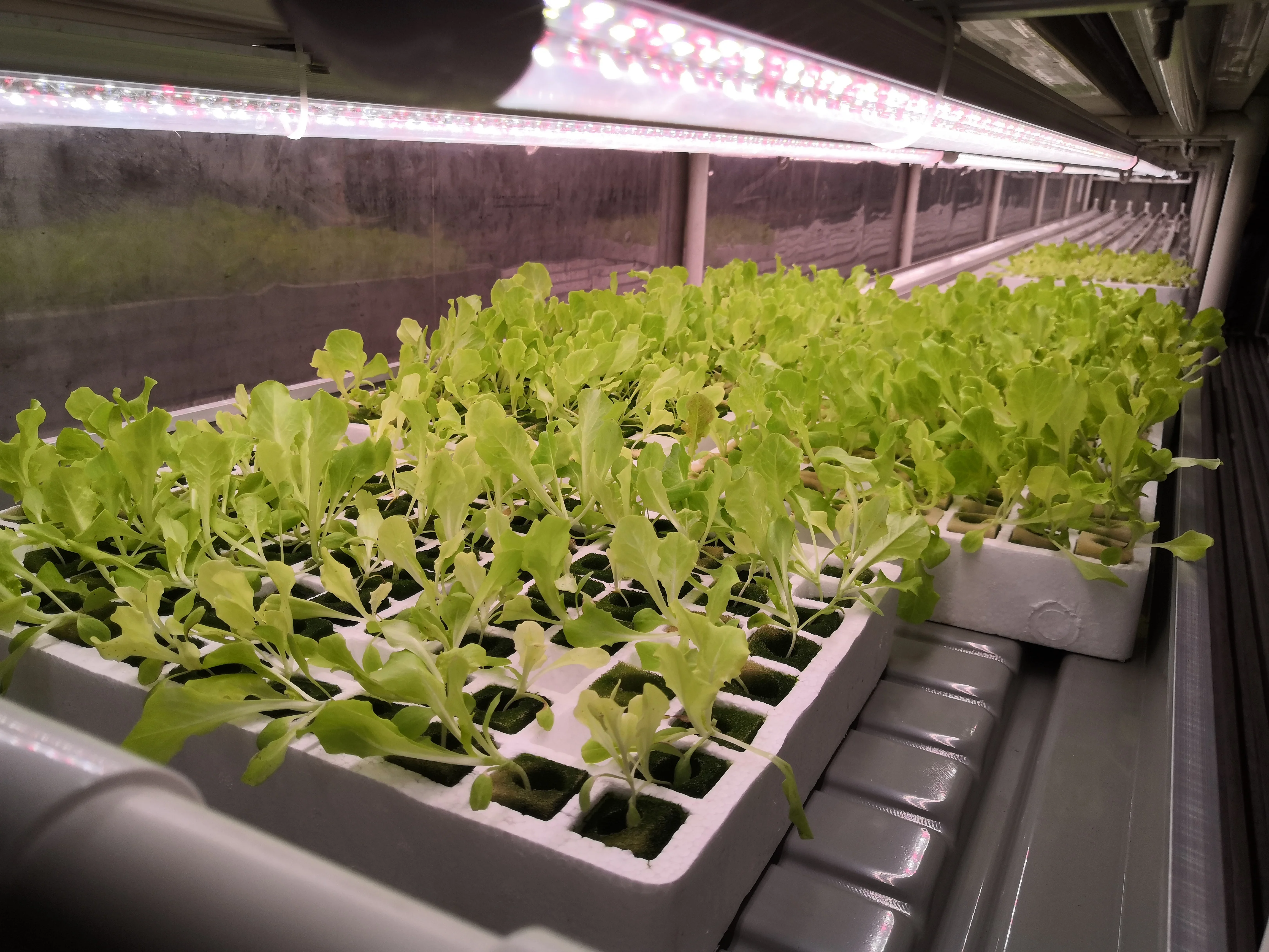 Hydroponics System Indoor Vegetable Germination Kits with LED Light Smart Vegetable Planter Hydroponics System