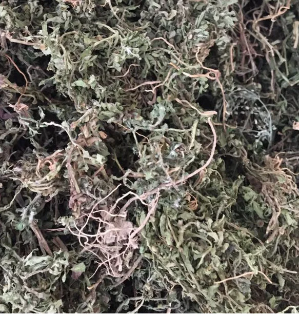 Natural New Raw Small Centipeda Herb Dried Whole Part From Minima for Feature Tea