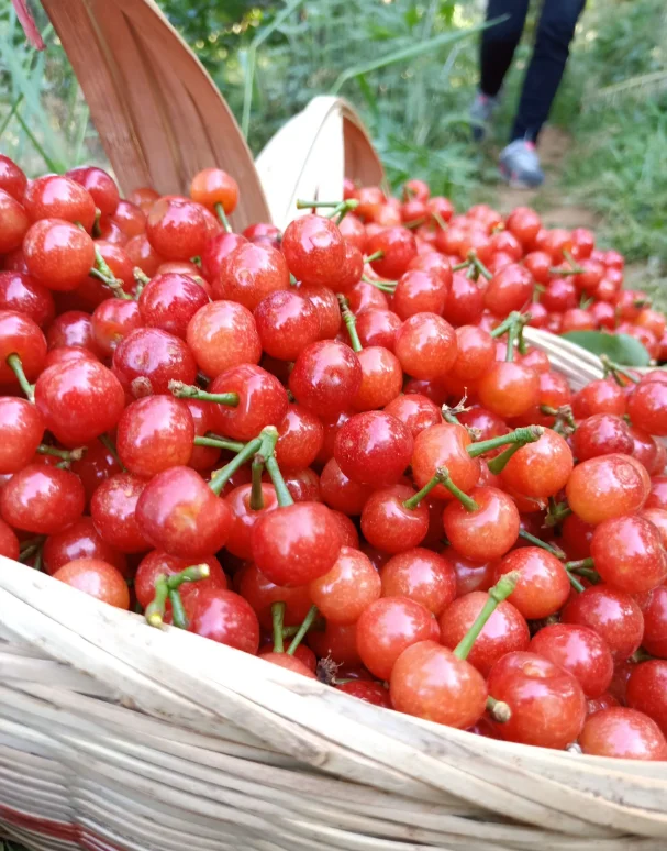 Farm Natural Fresh Cherry Fruit 2024 Cheap Price High-end Delicious from China