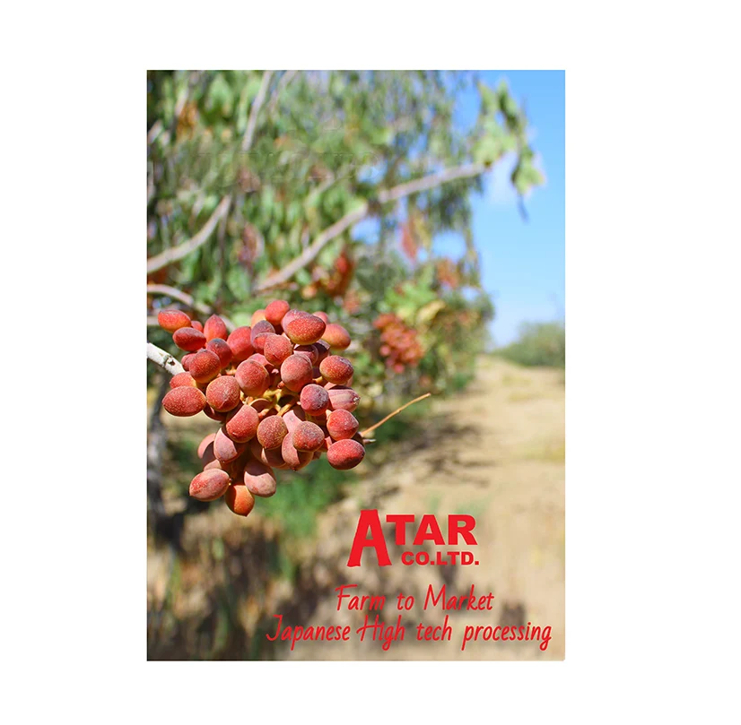 Almond shaped highest economic value dried white pistachios nuts