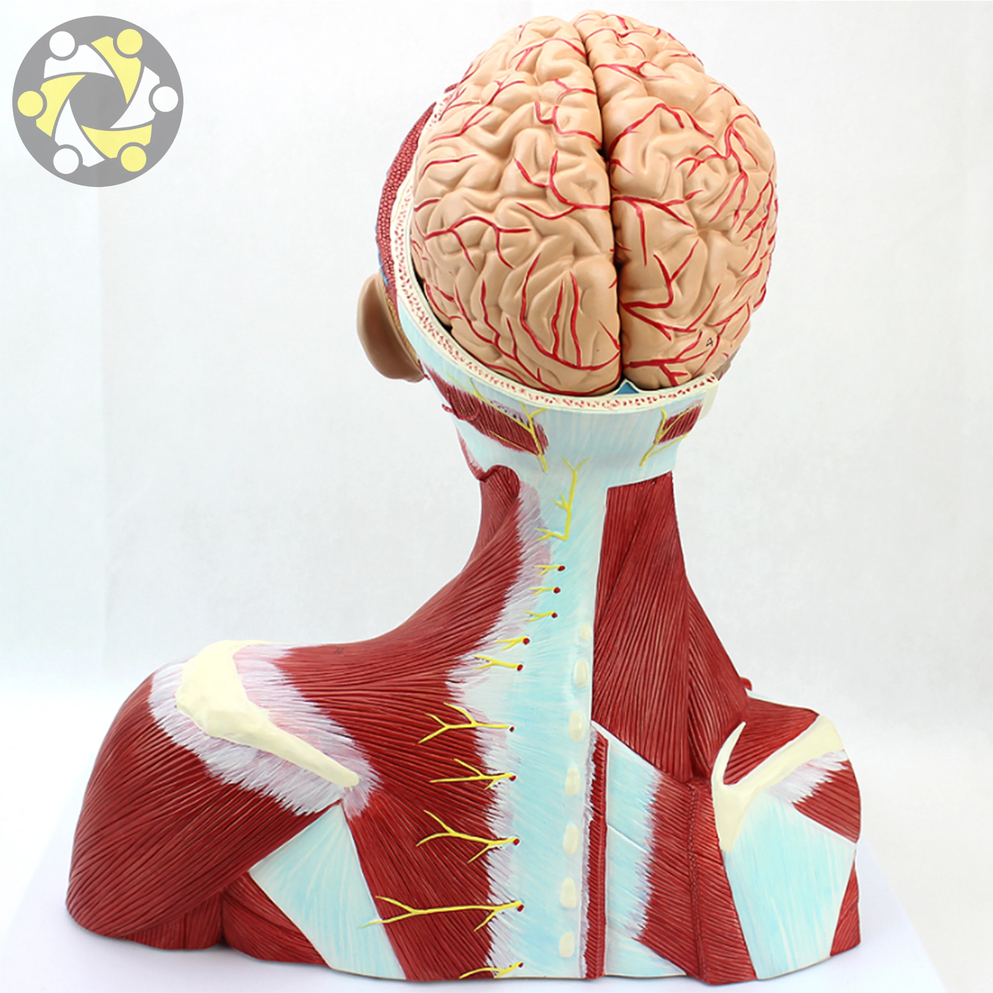 Educational Lab Medical Science Teaching Resources New Style Head and Neck Muscle Model 4 Layer Manikin Head in Export Carton