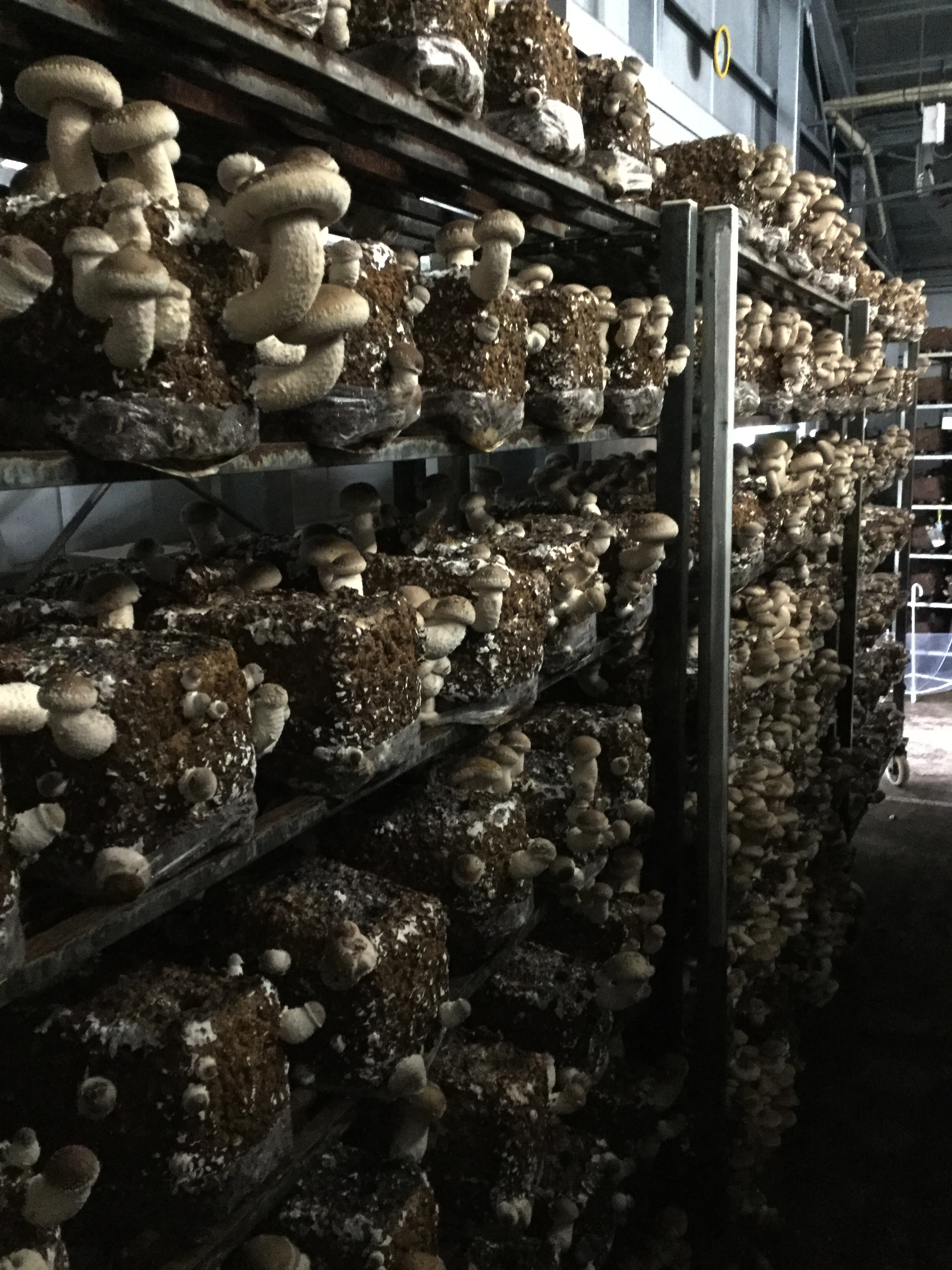 Special techniques mycelium  satrise  mushroom cultivation growing