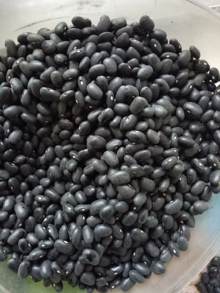 Wholesale High Quality Packing Organic Green Mung Bean Red Black soy Beans