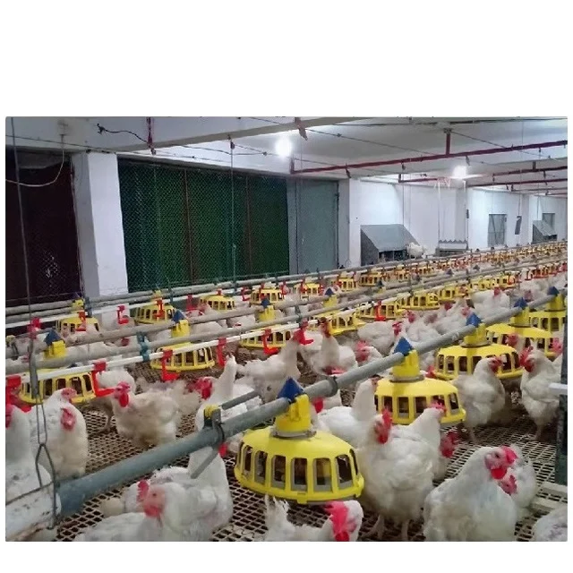 Wholesale Farming Automatic Drinkers Chicken For Farm Nipple Poultry Drinker And Feeder Chicken Drinking Cup