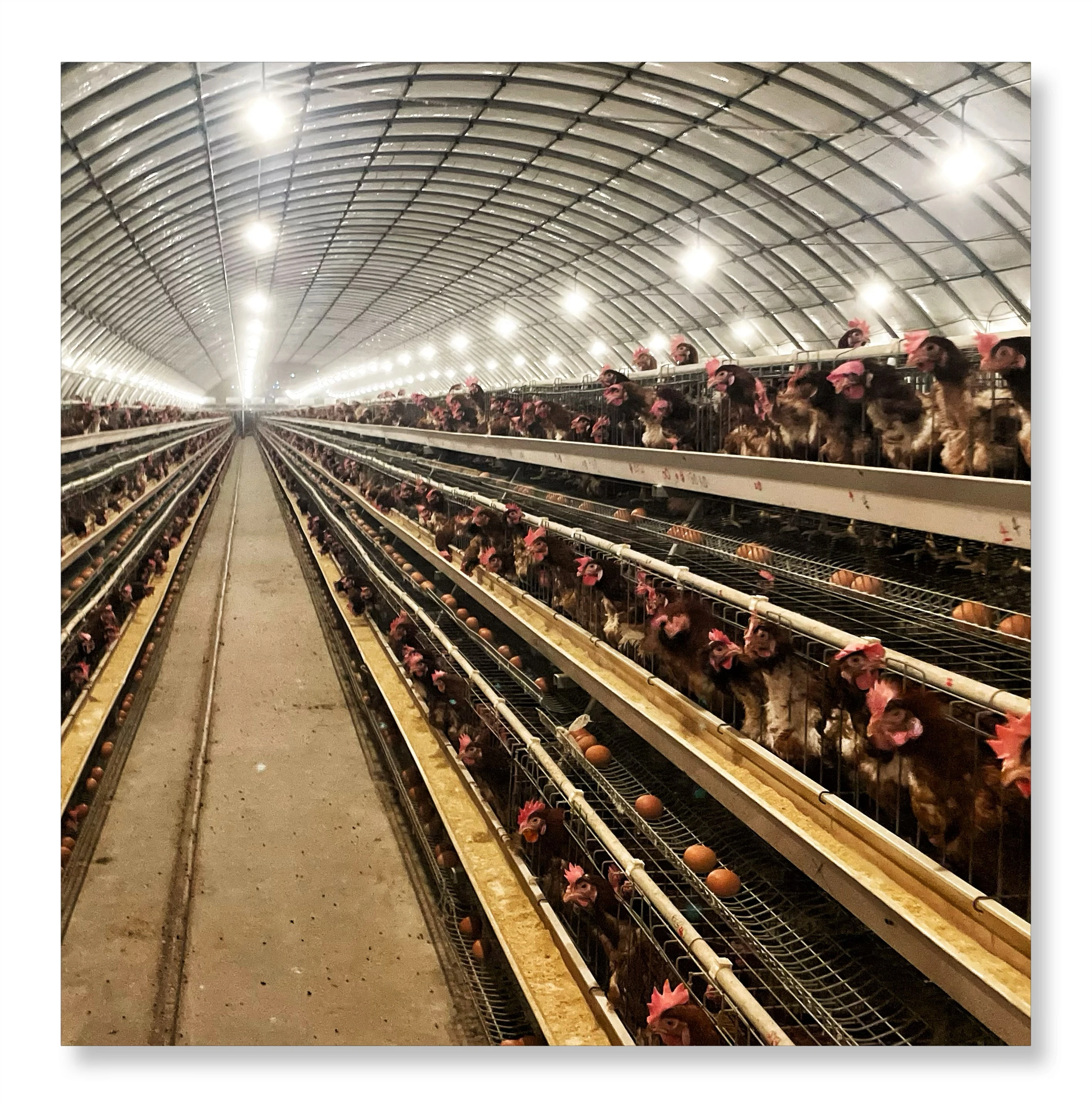 Factory custom chicken coop  chicken layer cage poultry cage factory price Layer Chicken Equipment