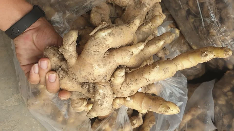 Top Grade Fresh Ground Ginger Roots Vietnam Spices Natural Organic No Mold Wholesale Price