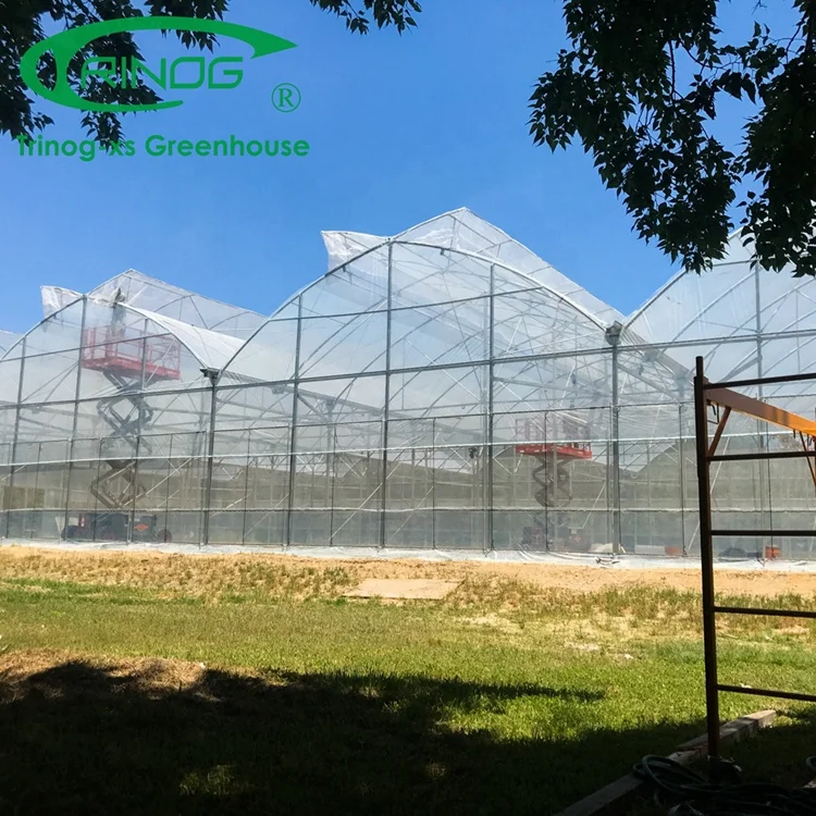 Trinog Greenhouse multi-span smart control aluminium profile plastic film vinyl greenhouse for micro green