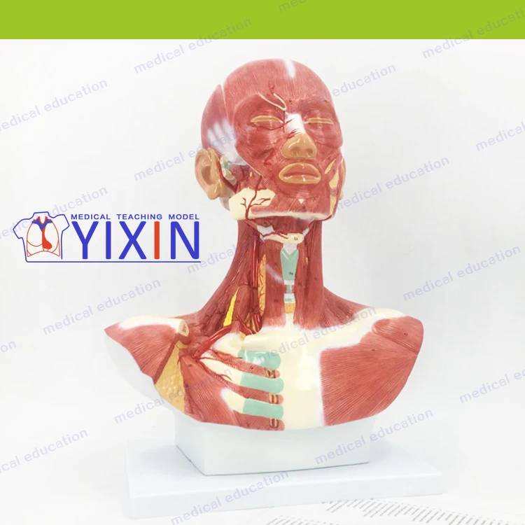 Human Head and Neck Musculature, Human head with neck