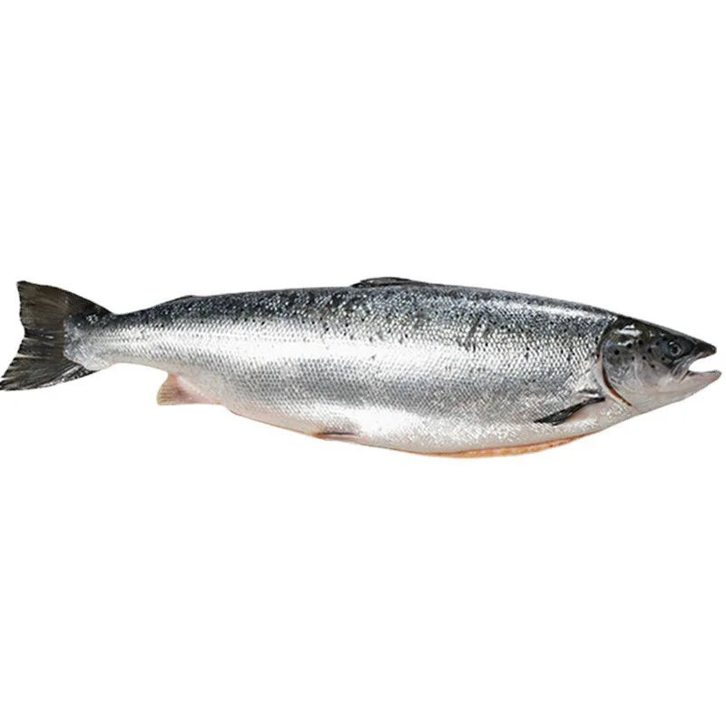Fresh whole salmon high quality frozen seafood good salmon fish