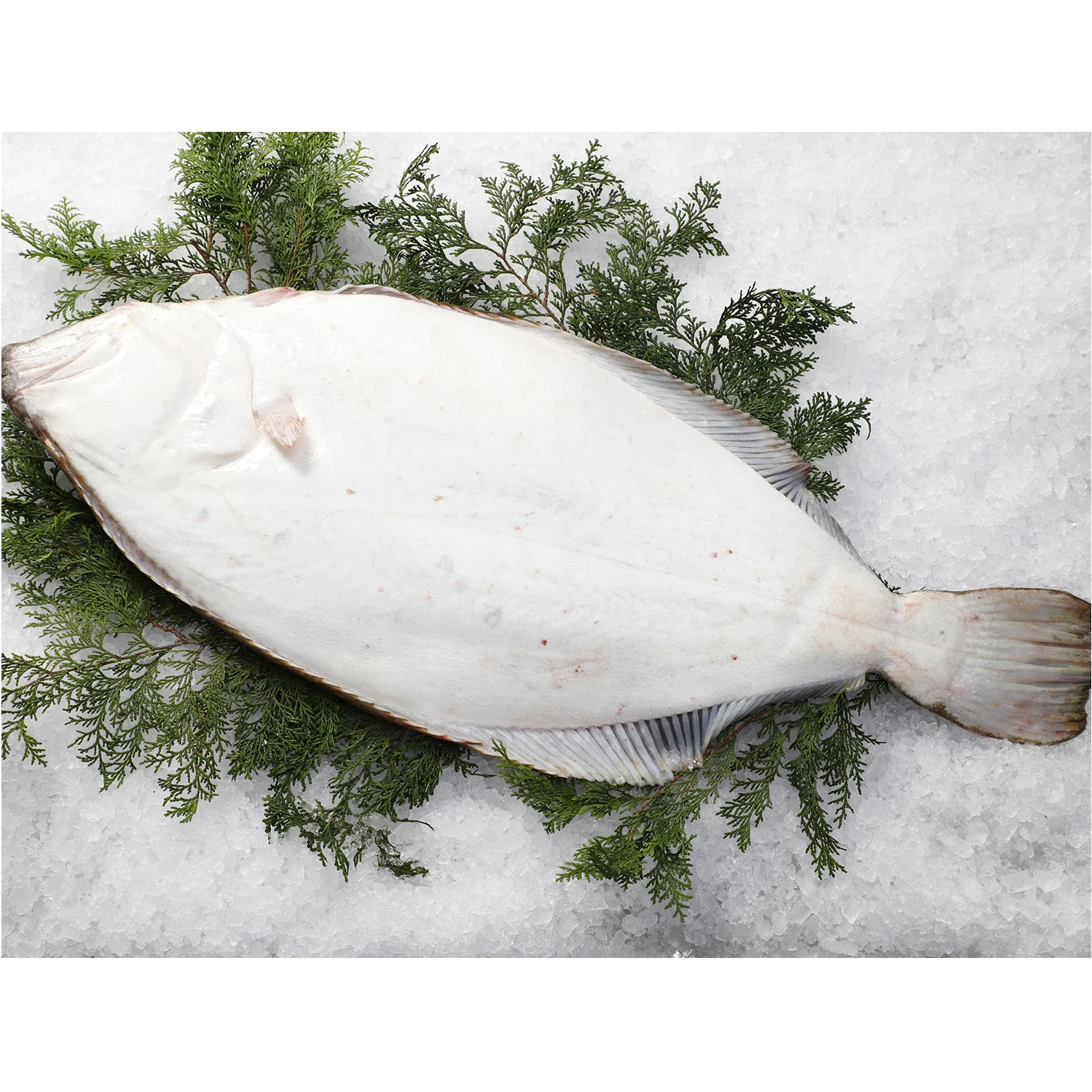 Special Quickly Frozen Process Stock Sea Food Fresh Fish Of Wild Flounders