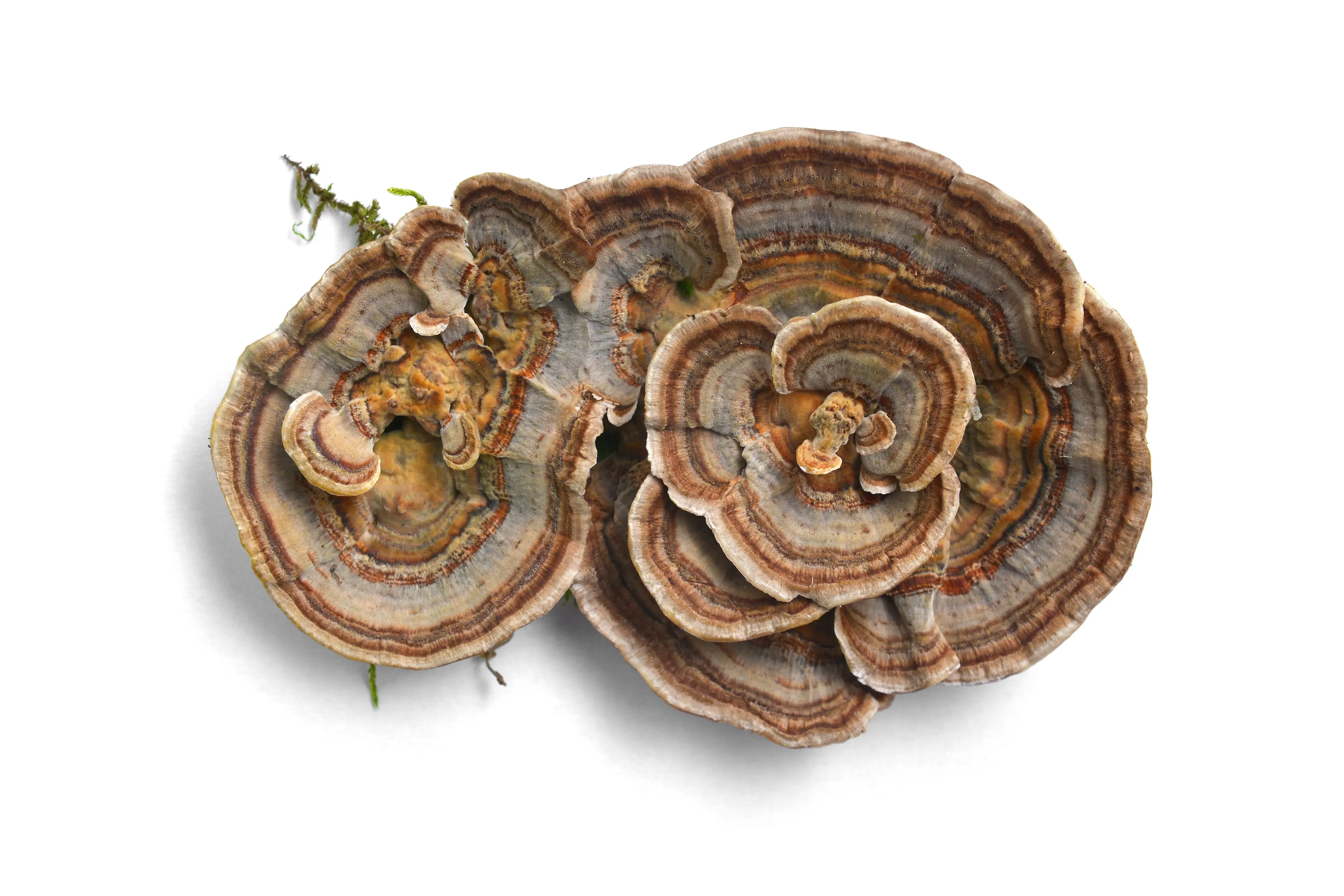 Free Sample Best Selling turkey tail mushroom coriolus versicolor  medicinal mushrooms  100% Fruit Bodies with  High Quality