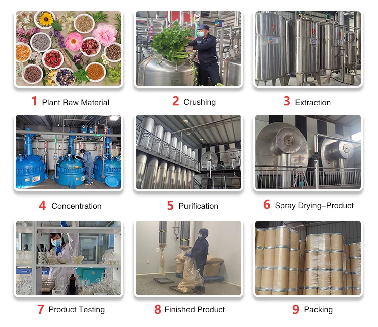 Hongda Supply Organic Inulin Chicory Root Extract 90% Inulin 90% 95% Inulin Powder