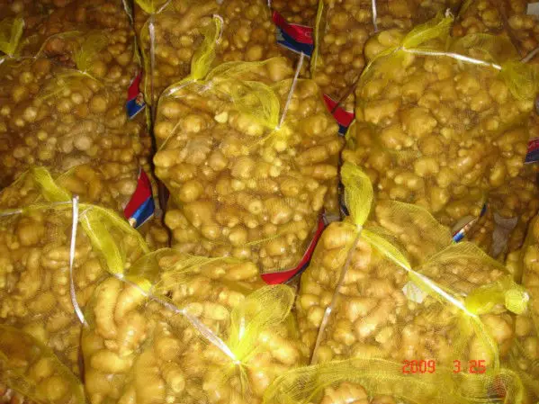 China factory sale 22 kg Mesh Bag Fresh Yellow Shandong Ginger Jengibre Gingembre