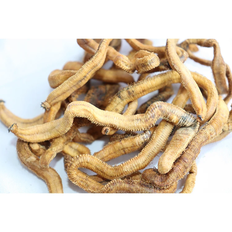 AlotFish hot sell Live Bait freeze-dry blood worm real fishing bait fat lure for sea fishing Soft worm bait