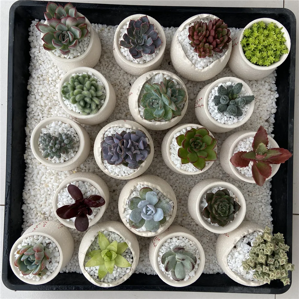 2021 New About15cm Yellow Green Living Plants Succulent Planter Pot for Ornamental Bonsai Plants