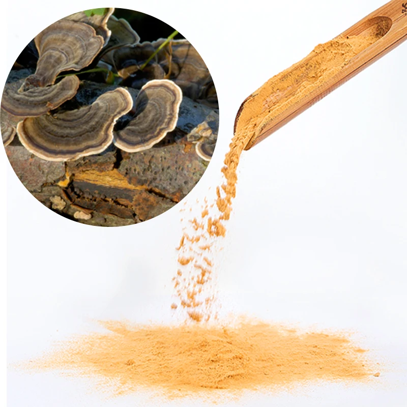 Plant Extract Nutritional Supplement Coriolus Versicolor Organic High Quality Pure Turkey Tail Mushroom Extract