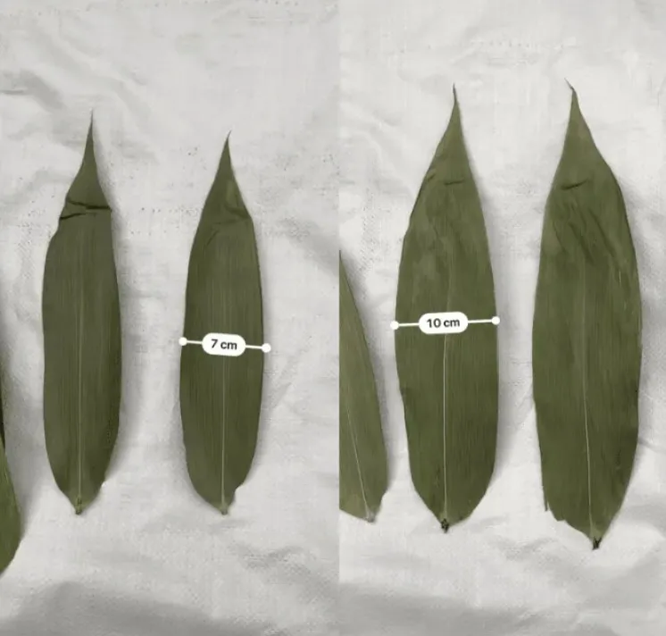 100% Natural Sun Dried Bamboo Leaf For Making Cake Competitive Price Big Size 9cm up Dried Bamboo Leaves From Vietnam