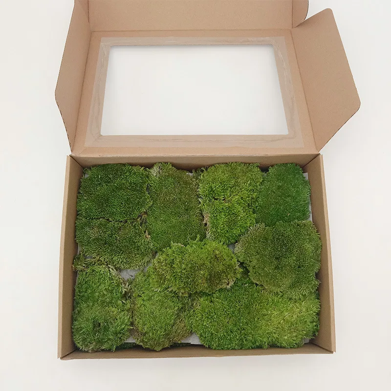 Высокое качество офисный дом украшение стены полюс булочка Leucobryum Glaucum консервированный мох