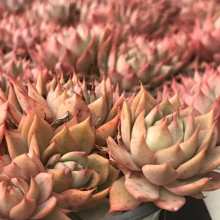 
real succulents live plants set natural bonsai 