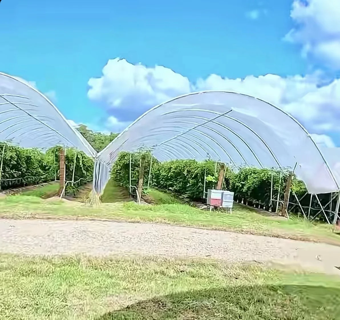 Commercial Poly Tunnel Berry Green House Agricultural Blueberry Strawberry Farming Tunnel Greenhouse for sale