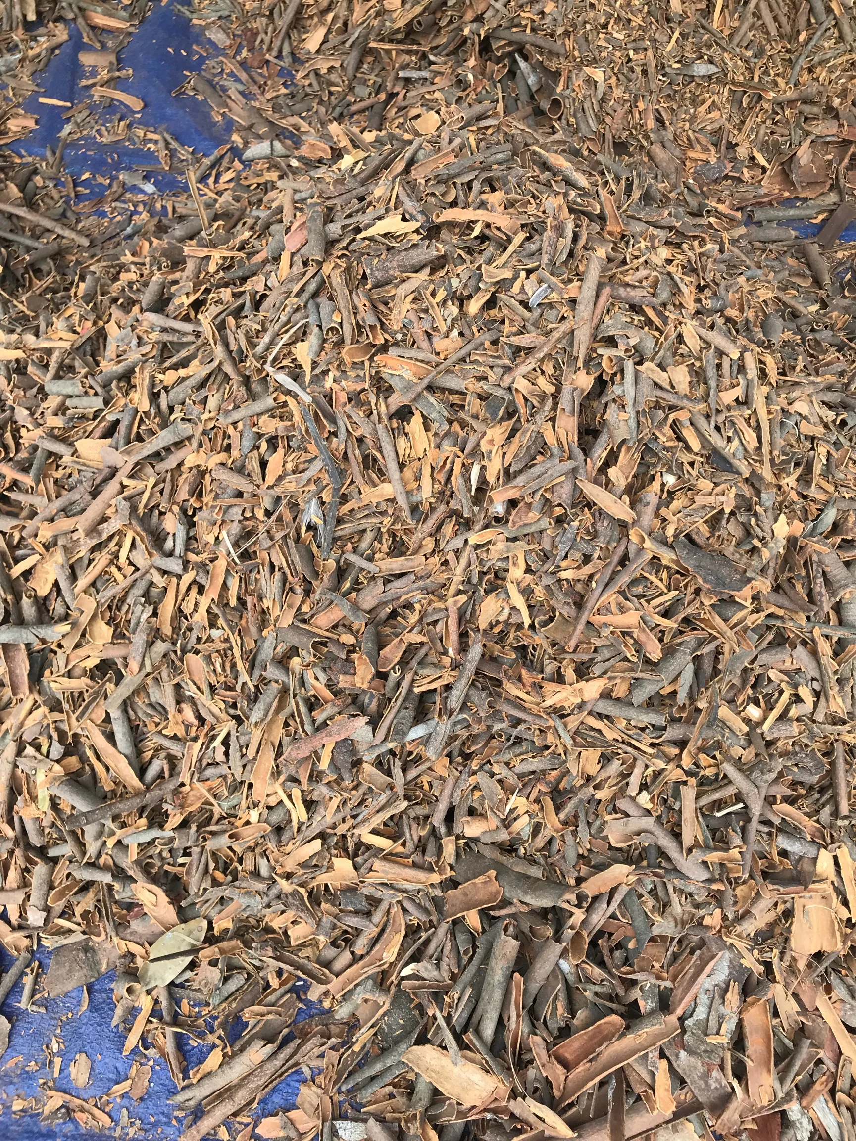 
BROKEN CASSIA NEW CROP 2021 