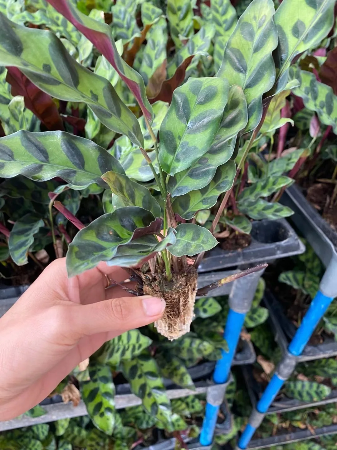 
Ornamental plant bonsai Calathea green beauty wholesale green nature plant Calathea insignis 