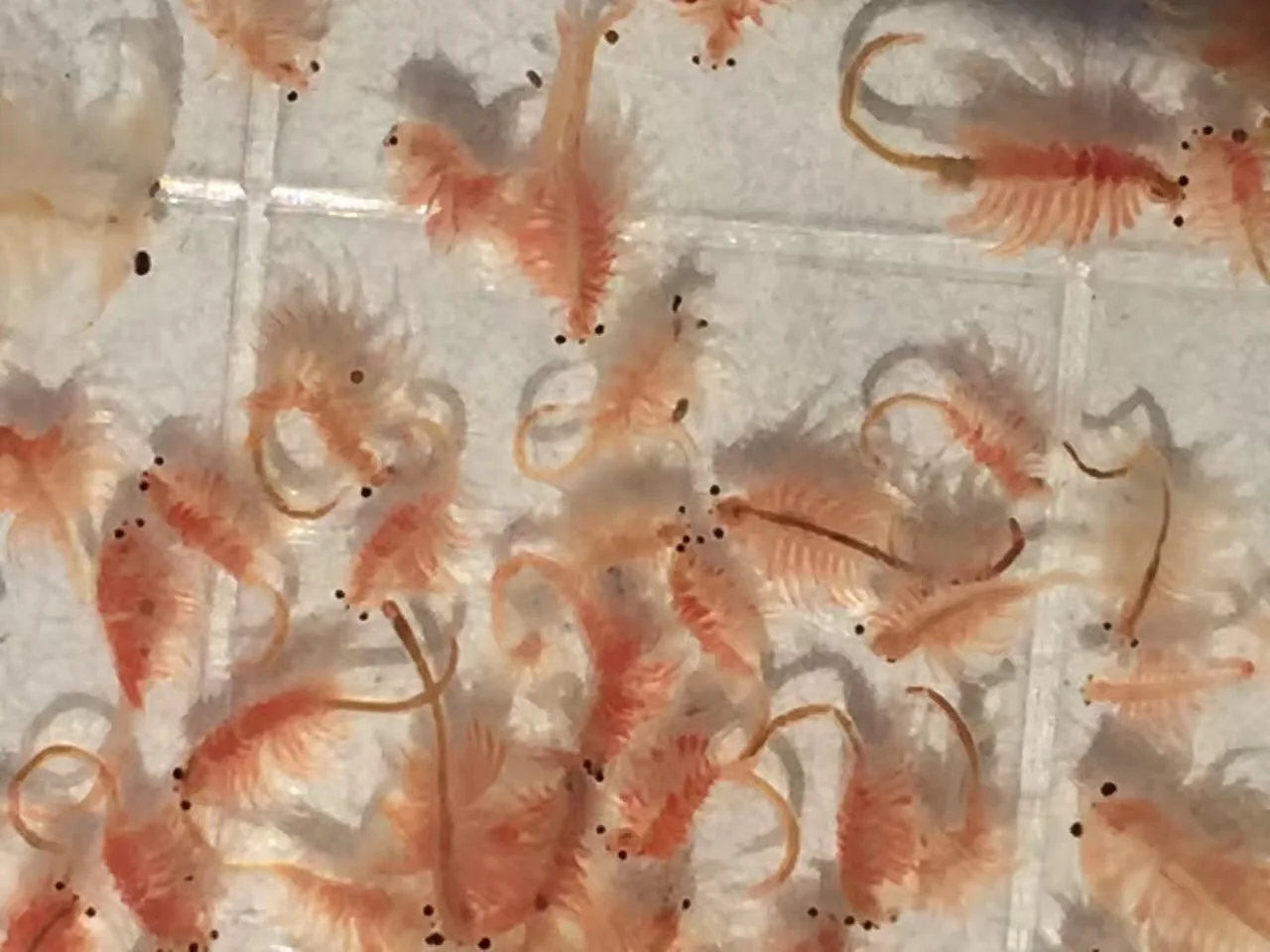 High Hatching Rate Brine Shrimp Eggs Artemia Cysts Ornamental Fish Food