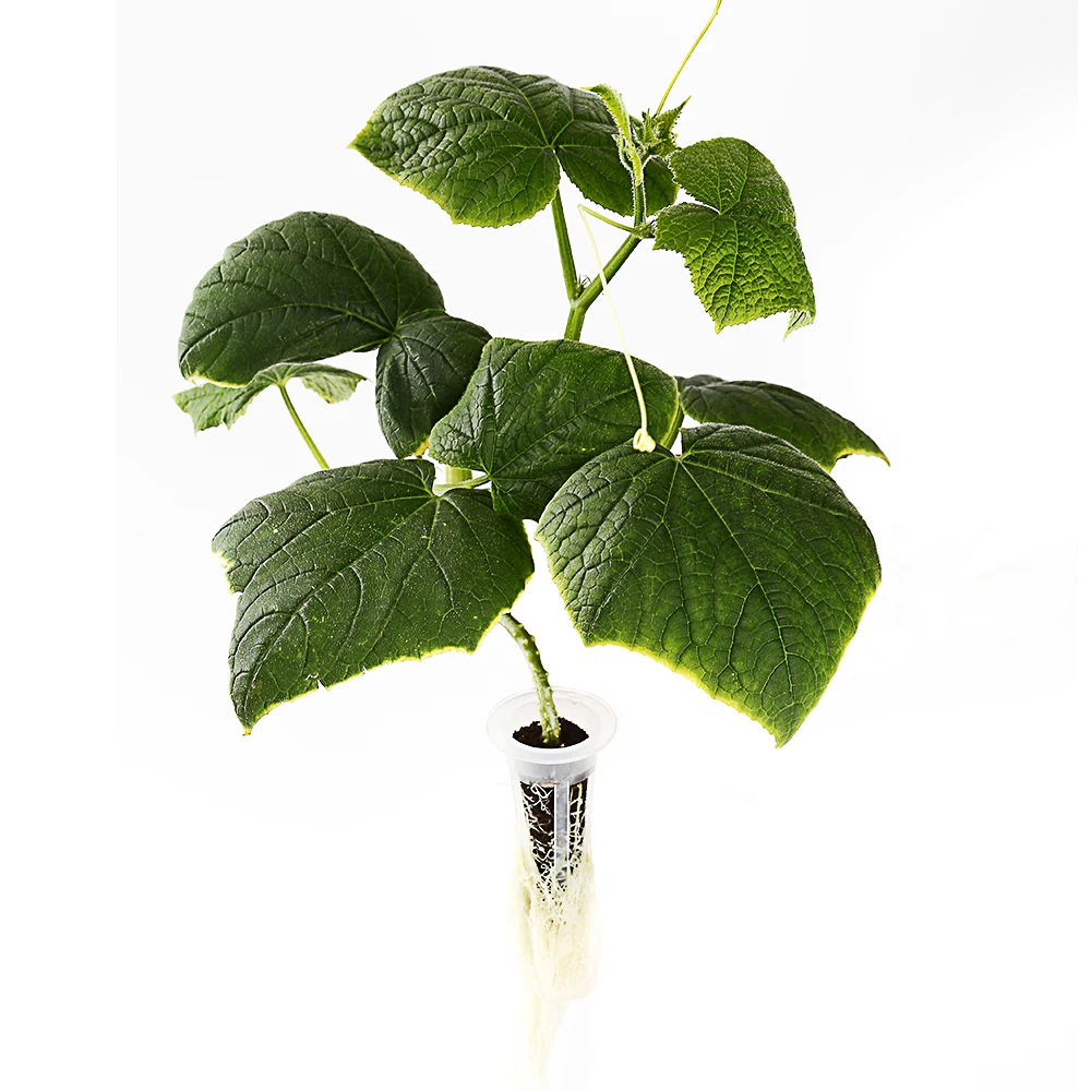 Mini Coco Coir Peat Block Planting Seed Starting Nursery Substrate Grow Sponge For Peat Fibre Seedling Pots With Hole In Bottom